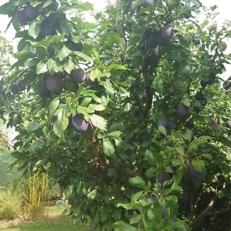 度假居 Segelboot Hirtenweg 3c 青斯特