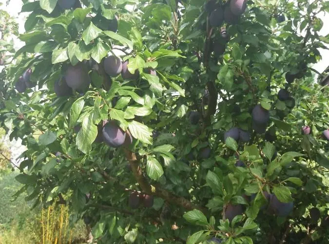 Vakantiehuis Segelboot Hirtenweg 3c Zingst